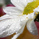 Image for article titled 59 Fiercely Focus Stacked Photos